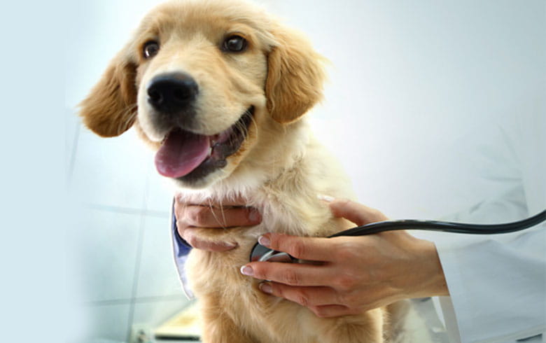 The Best Coverage Pawsible